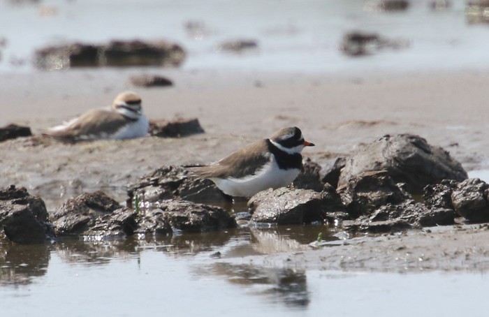 Tundra Ringed Plover