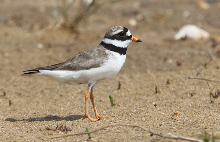 Ringed Plover