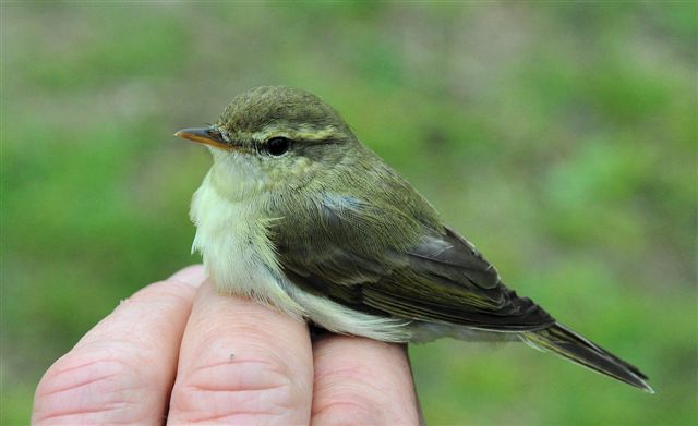 Greenish Warbler