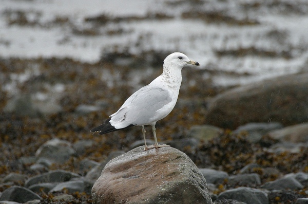 Ring-billed Gull