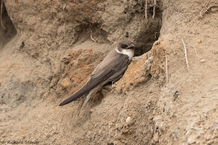 Sand Martin