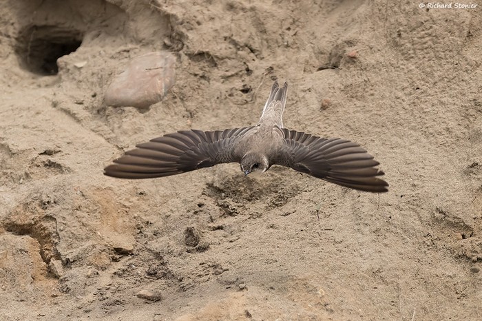 Sand Martin