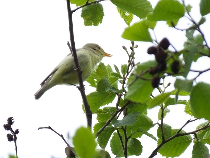 Icterine Warbler