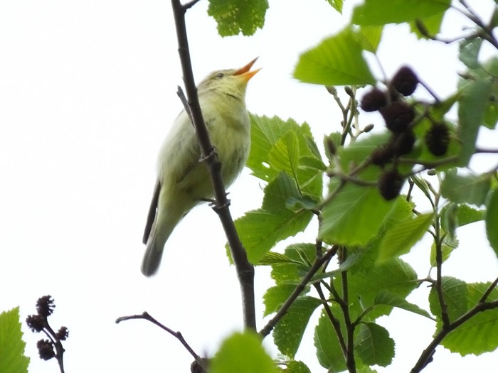 Icterine Warbler