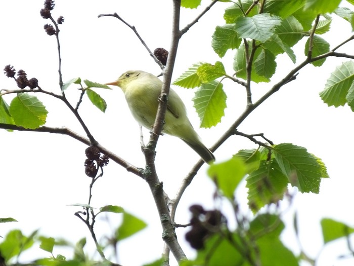 Icterine Warbler