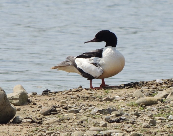 Goosander