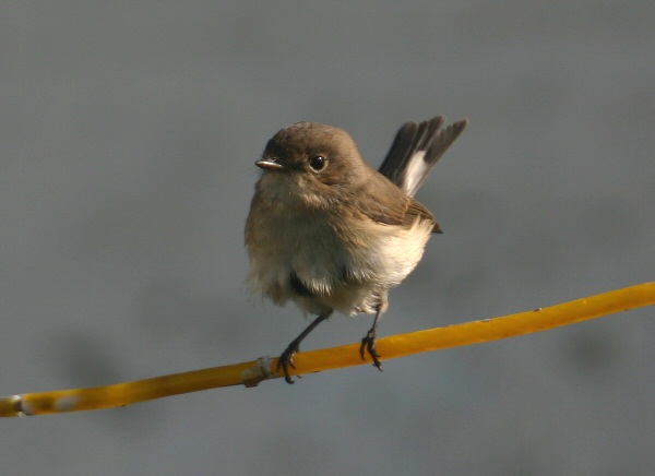 Red-breasted Flycatcher