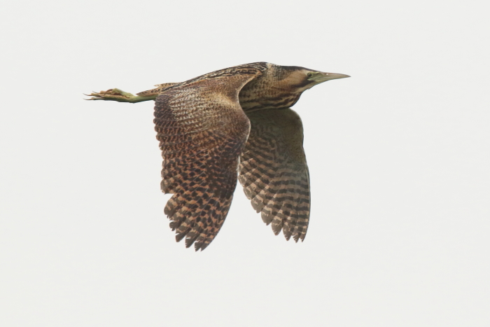 Bittern