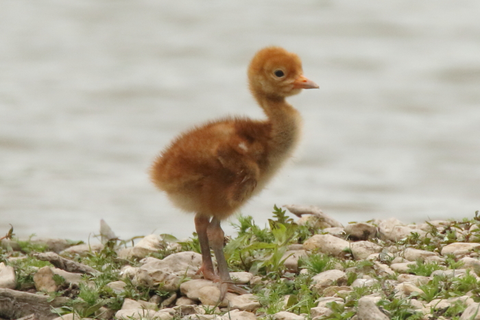 Common Crane