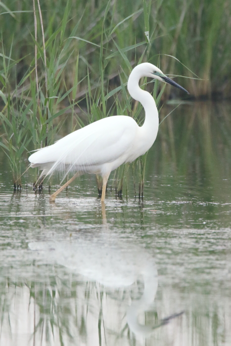 Great White Egret