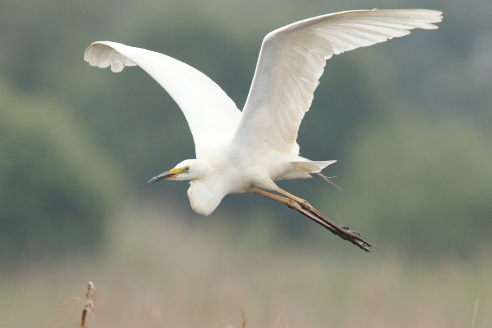 Great White Egret