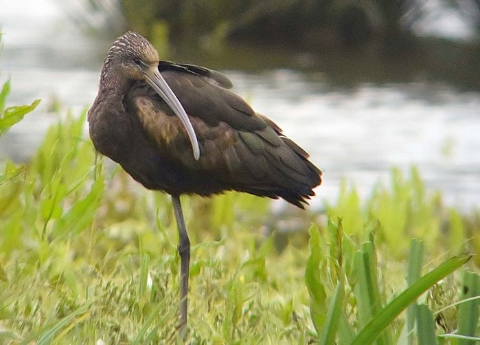 Glossy Ibis
