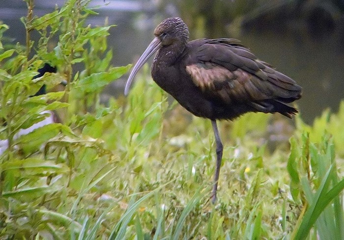 Glossy Ibis
