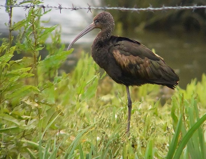 Glossy Ibis