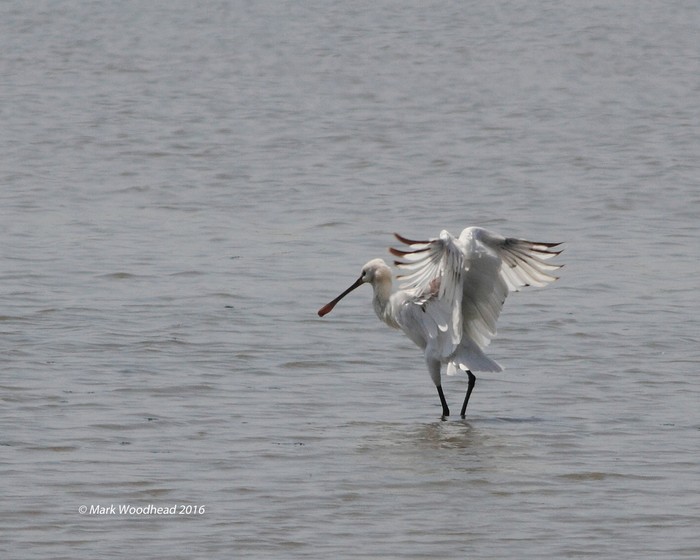 Spoonbill