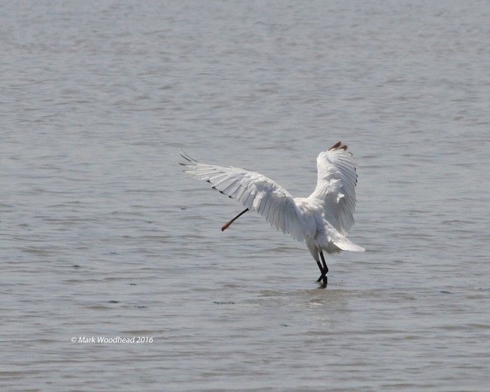 Spoonbill