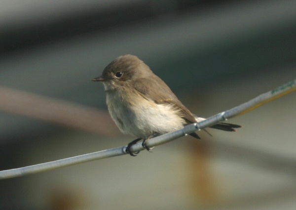 Red-breasted Flycatcher
