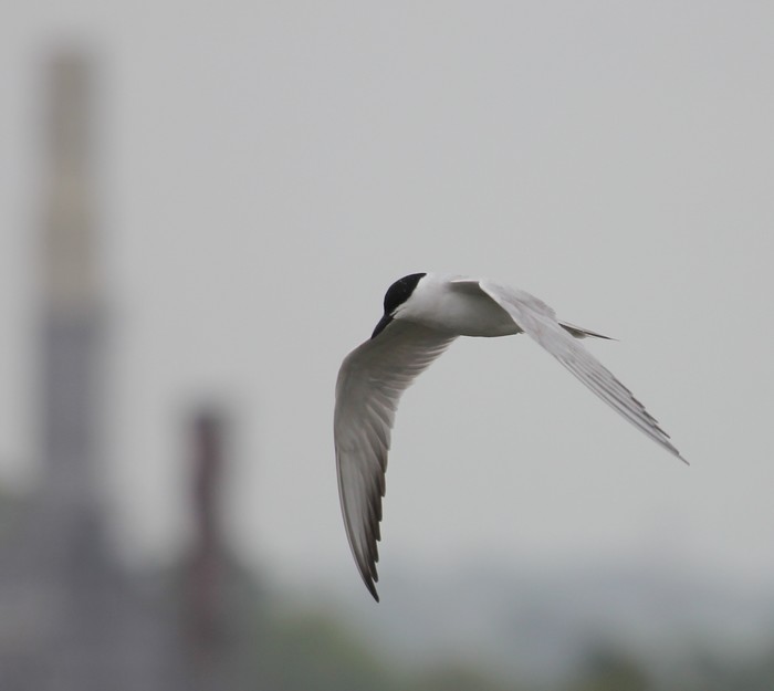 Gull-billed Tern