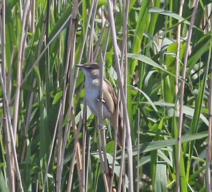 Great Reed Warbler