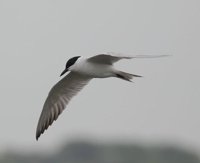 Gull-billed Tern