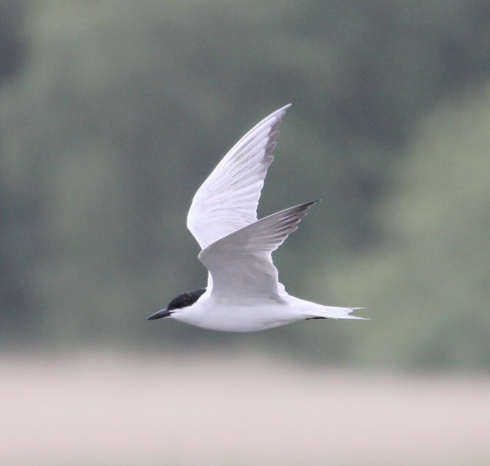 Gull-billed Tern