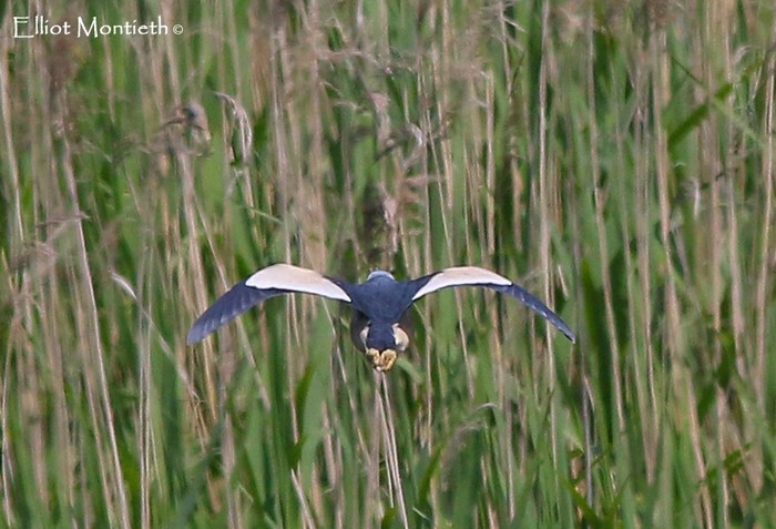 Little Bittern