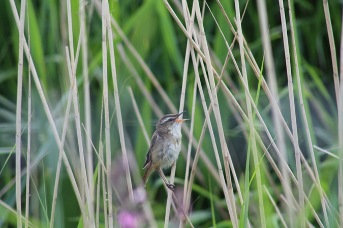 Sedge Warbler