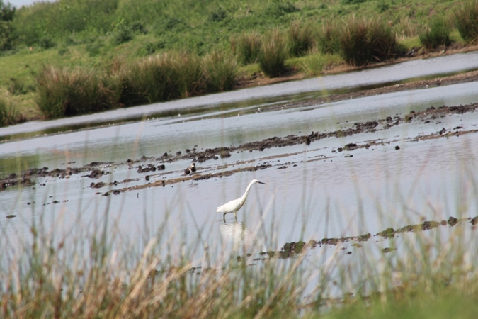Little Egret