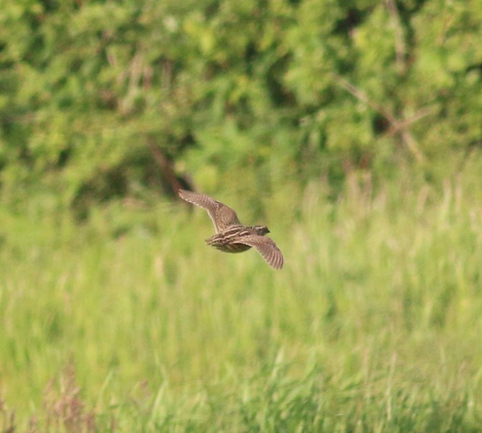 Quail