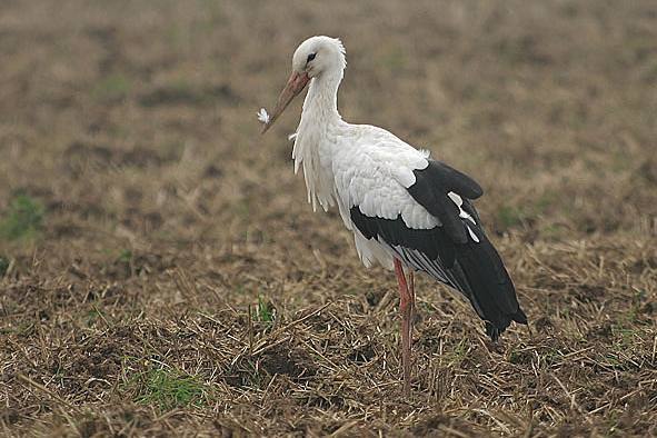 White Stork
