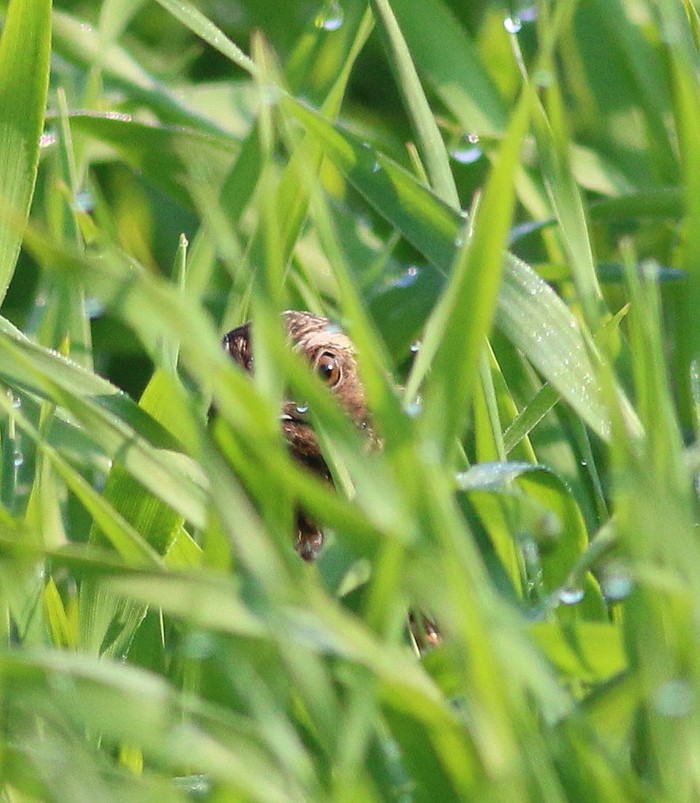 Quail