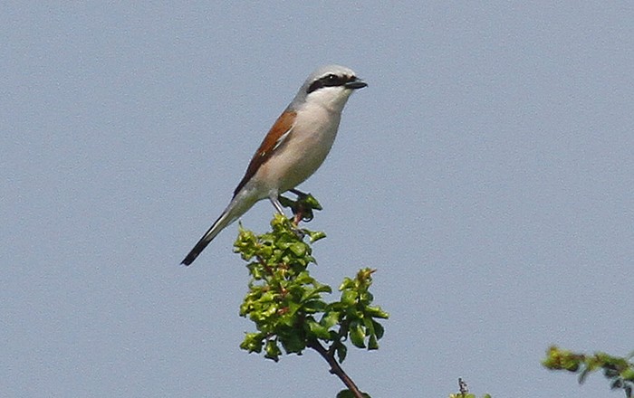 Red-backed Shrike