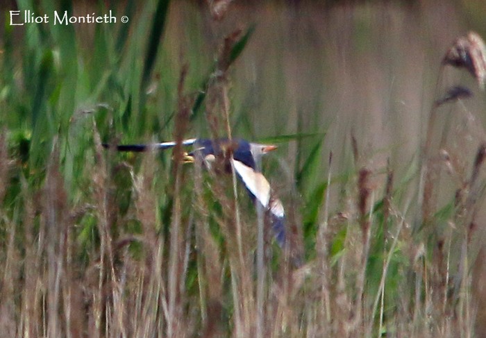 Little Bittern