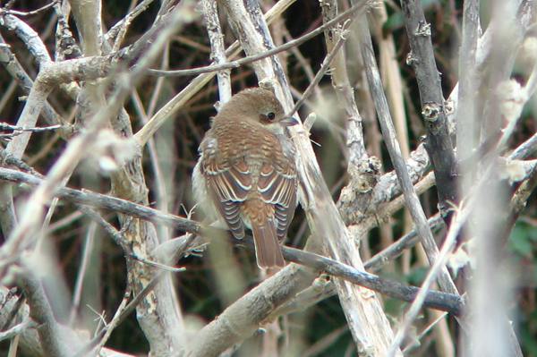 Red-backed Shrike