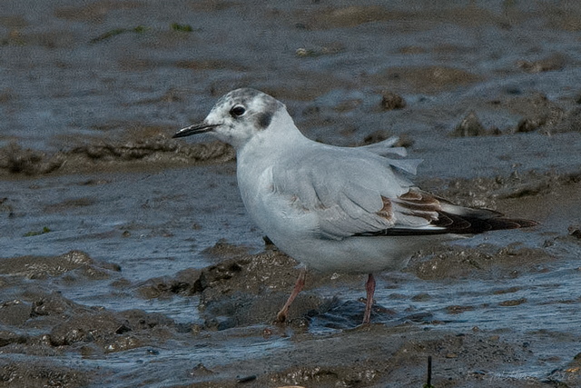Bonaparte's Gull