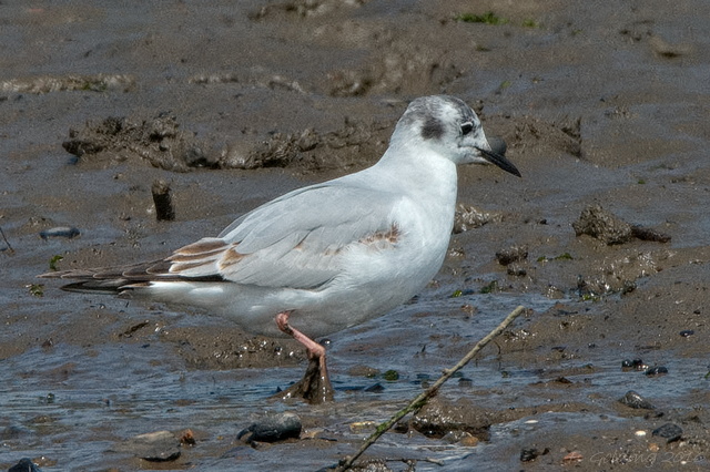 Bonaparte's Gull