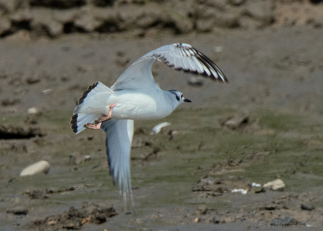 Bonaparte's Gull