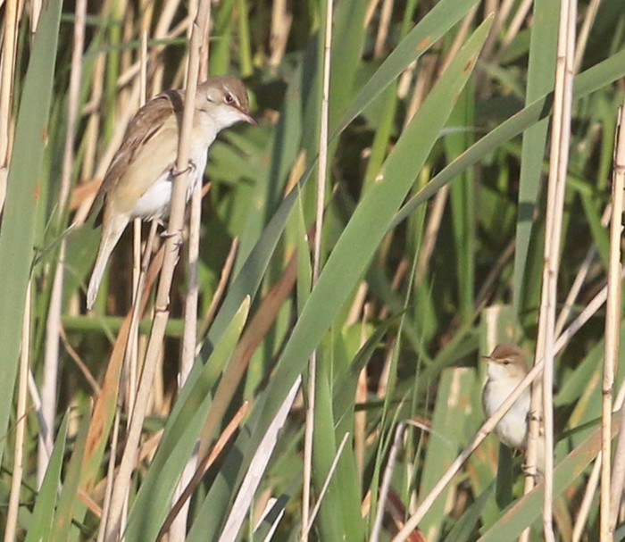 Great Reed Warbler