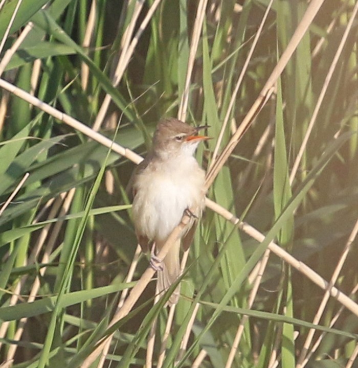 Great Reed Warbler