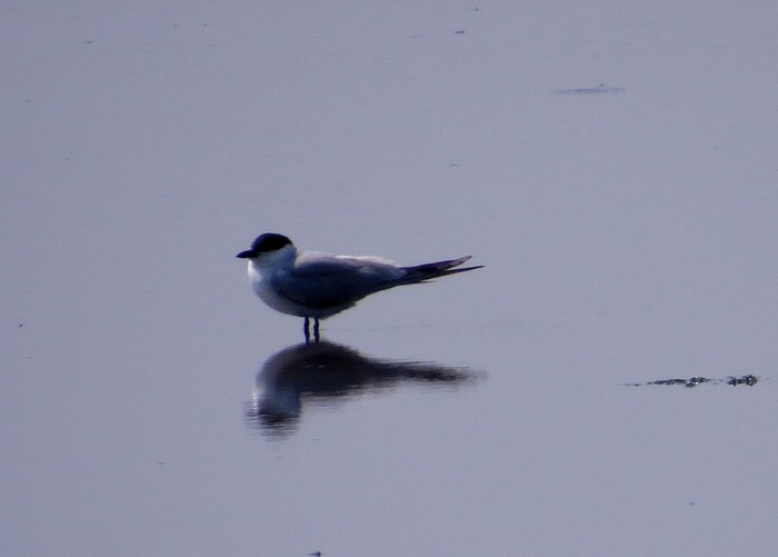 Gull-billed Tern