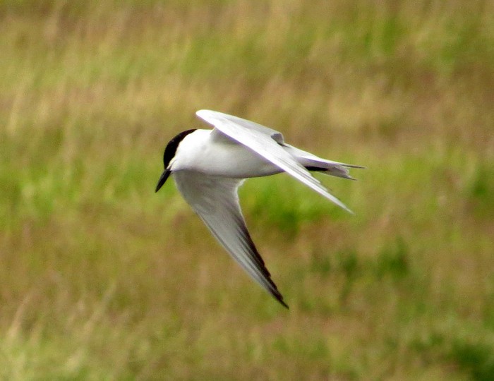Gull-billed Tern