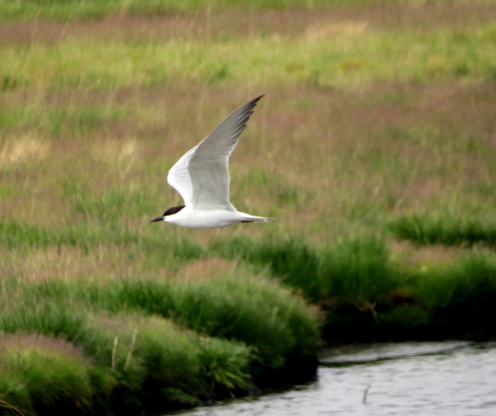 Gull-billed Tern