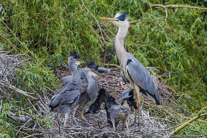 Grey Heron