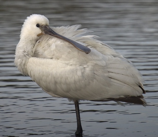 Spoonbill