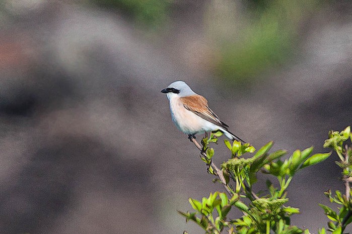 Red-backed Shrike