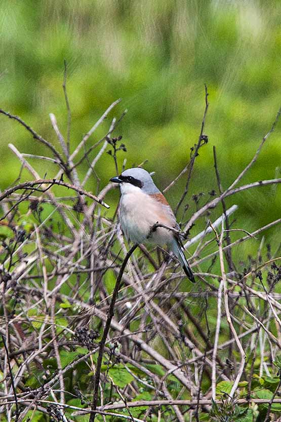 Red-backed Shrike