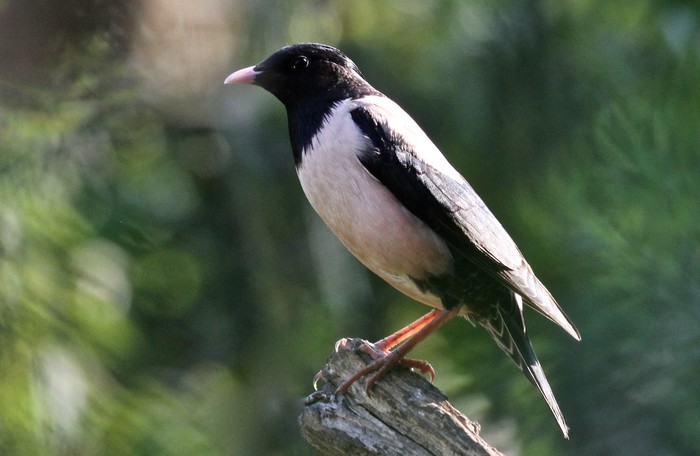 Rose-coloured Starling