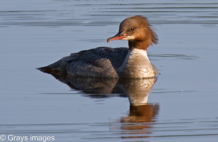 Goosander