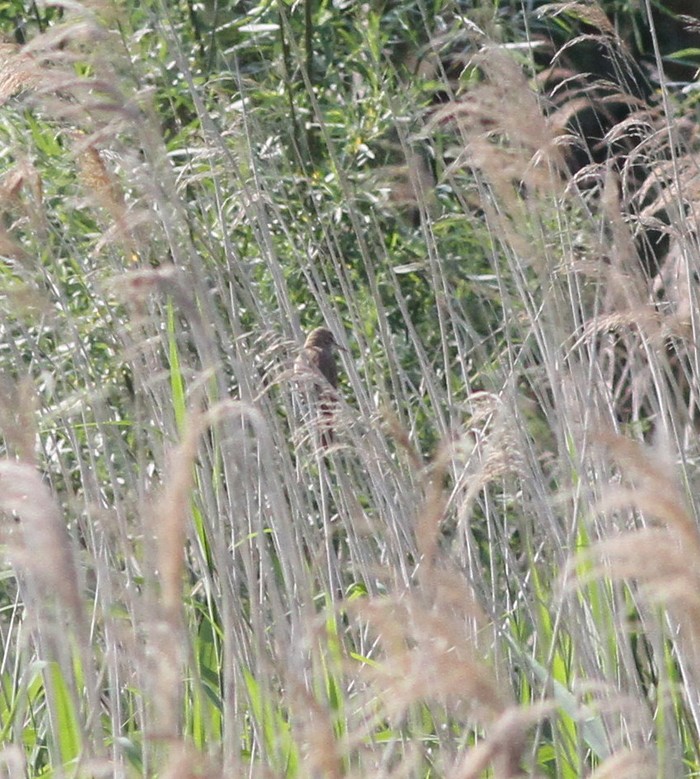 Great Reed Warbler