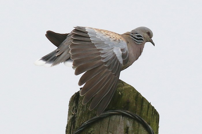 Turtle Dove